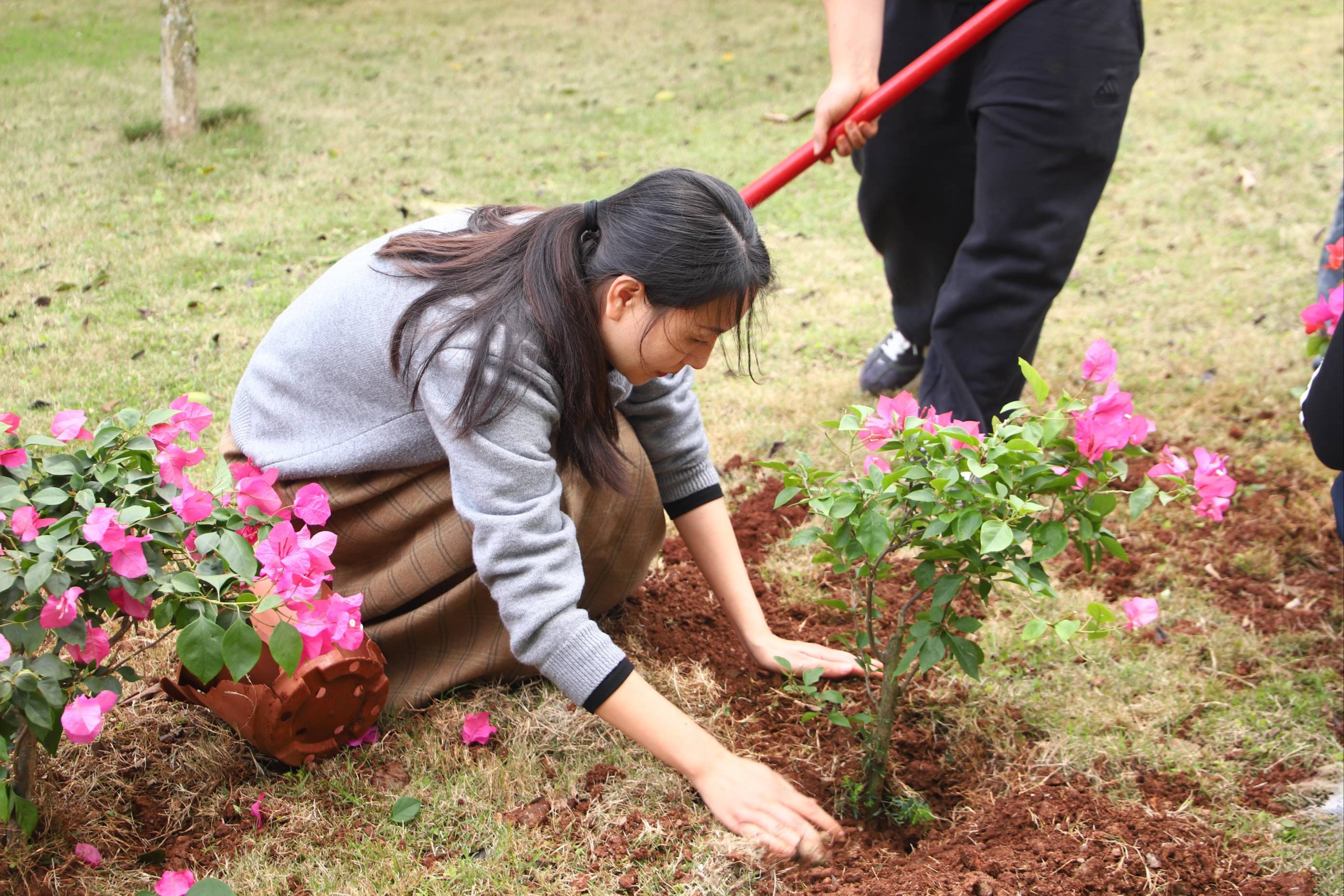 100株三角梅扎根校园 师生在劳动中体会“家”文化